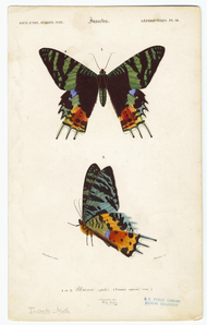Image ID 806545