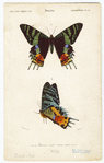 Image ID 806545