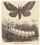 Image ID 806546