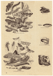 Image ID 806548