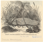 Image ID 806550