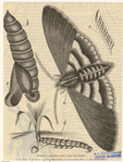 Image ID 806551