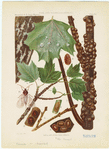 Image ID 806557