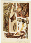 Image ID 806559