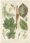 Image ID 806567