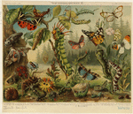 Image ID 806570
