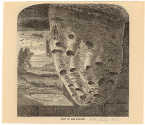 Image ID 806580