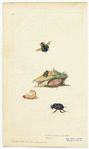 Image ID 806583