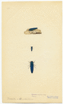 Image ID 806587