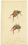 Image ID 806588