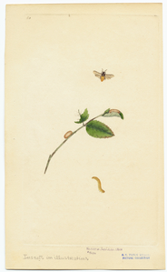 Image ID 806589