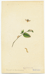 Image ID 806589