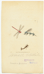 Image ID 806591