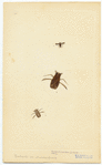 Image ID 806592