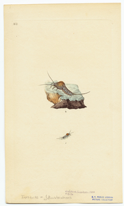 Image ID 806593