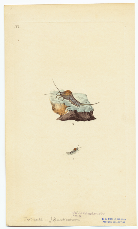 Image ID 806593
