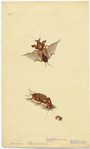 Image ID 806594