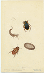 Image ID 806595