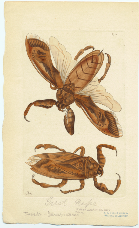 Image ID 806596
