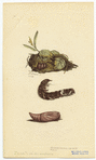 Image ID 806603