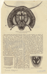 Image ID 806604