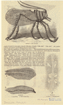Image ID 806605