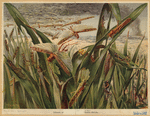 Image ID 806606