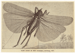 Image ID 806609