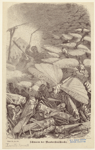 Image ID 806610