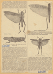 Image ID 806615