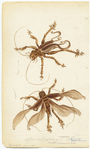 Image ID 806616