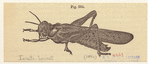 Image ID 806619