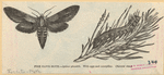 Image ID 806624