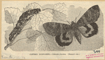 Image ID 806625