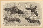 Image ID 806626