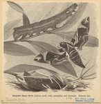 Image ID 806627