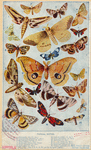 Image ID 806628