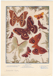 Image ID 806629