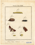 Image ID 806630