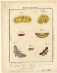 Image ID 806631