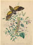 Image ID 806633