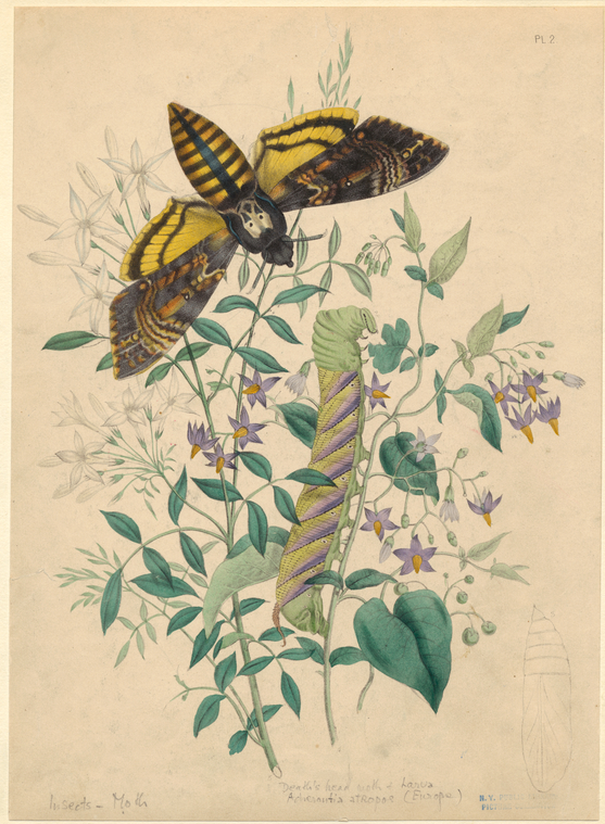 Image ID 806633
