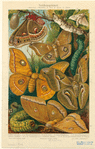 Image ID 806637