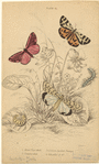 Image ID 806638
