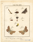 Image ID 806641