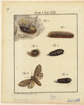 Image ID 806644