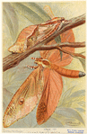 Image ID 806646