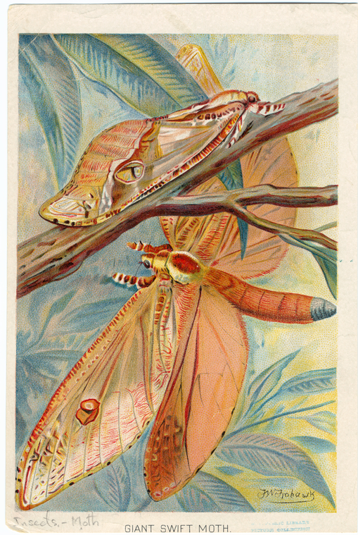 Image ID 806647
