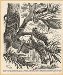 Image ID 806650