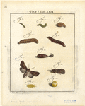 Image ID 806651